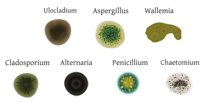 Diagram of different types of mold.
